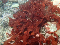 Foto: Wembury Pt, Elevated Rockpool, United Kingdom