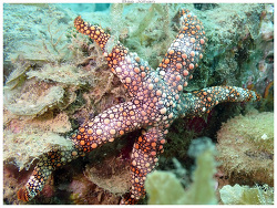 Nardoa gomophia thumbnail