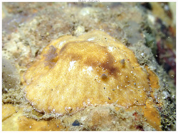 Platydoris inornata thumbnail