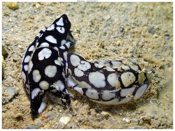 Tubulophilinopsis pilsbryi,lot Bailly - Mont Dore 2025