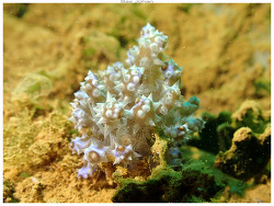 Phyllodesmium koehleri, Mont-Dore, Nouvelle-Calédonie 2025