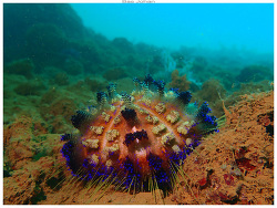 Generic placeholder thumbnail