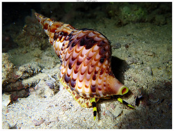 Charonia tritonis thumbnail