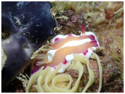 Verconia norba,Nouville - Nouméa - NC 2025 