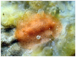 Phyllidia goslineri thumbnail