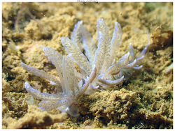 Phyllodesmium crypticum,Mont-Dore, Nouvelle-Calédonie 2025