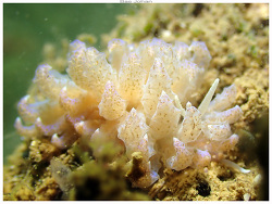 Phyllodesmium crypticum,Boulouparis, Nouvelle-Calédonie 2025