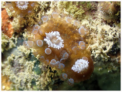 Triactis producta,Nouméa 98800, Nouvelle-Calédonie 2025