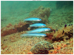 Generic placeholder thumbnail