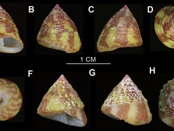 Trochus parvus thumbnail