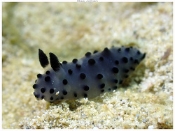 Hallaxa fuscescens thumbnail