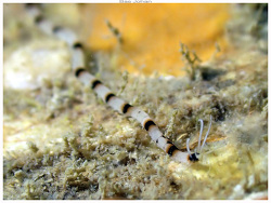 Proceraea sp. thumbnail