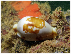 Bistolida stolida thumbnail