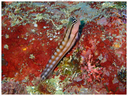 Ecsenius fourmanoiri,Fausse passe de l'îlot Verte - Bourail 2025