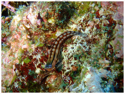 Ecsenius fourmanoiri,Passe de Boulari - tombant ext 2024