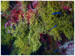 Rhipidipathes reticulata thumbnail