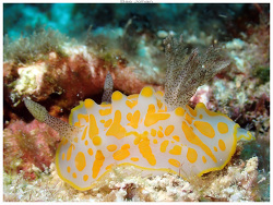 Halgerda aurantiomaculata,Ouvéa - pléiades nord 2024