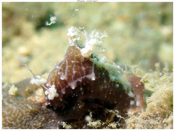 Aegires malinus thumbnail