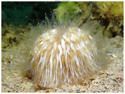 Cycloseris cyclolites,Ilot N'Do - Noumea 2025