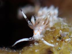 Cratena simba,Batangas, Philippines 2025