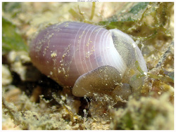 Aliculastrum cylindricum thumbnail