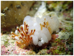 Tergiposacca longicerata,Anse Vata, Nouméa 98800, Nouvelle-Calédonie 2024