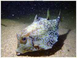 Tetrosomus gibbosus thumbnail