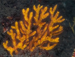 Foto: No.1 Reef, Durban, KwaZulu-Natal, Süd-Afrika