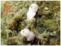 Verconia simplex thumbnail