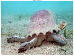 Charonia tritonis,Anse Vata, Nouméa 98800, Nouvelle-Calédonie 2024