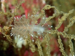 Dendronotus kamchaticus thumbnail