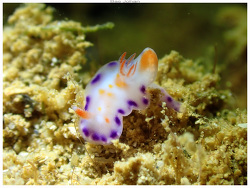Ceratosoma tenue thumbnail