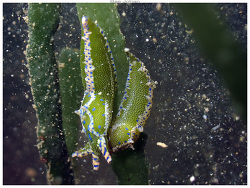 Oxynoe viridis thumbnail