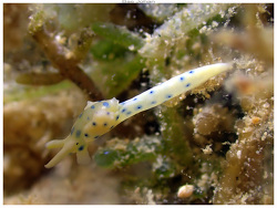 Oxynoe jacksoni thumbnail