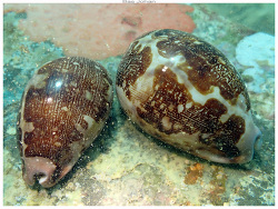 Leporicypraea mappa thumbnail