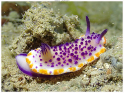 Mexichromis mariei thumbnail