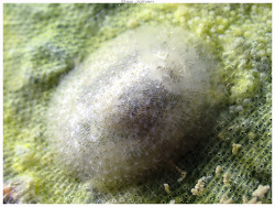 Idaliadoris maugeansis thumbnail