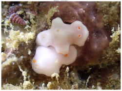 Verconia simplex thumbnail