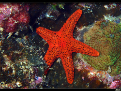 Fromia milleporella thumbnail