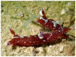 Martadoris limaciformis thumbnail