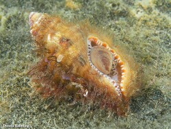 Monoplex aquatilis,Las Palmas, Spanje 2022