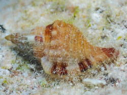 Monoplex aquatilis thumbnail