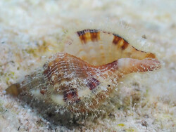 Monoplex aquatilis thumbnail