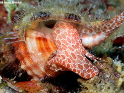 Monoplex aquatilis thumbnail