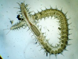 Syllis prolifera thumbnail