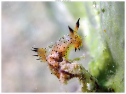 Polycera melanosticta thumbnail