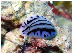 Phyllidiopsis annae thumbnail