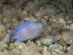 Chromis chromis,Alpes-Maritimes, Provence-Alpes-Côte d'Azur, FR 2020