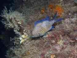 Chromis chromis,Općina Dobrinj, Croatie 2016