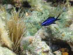 Chromis chromis,Hérault, Languedoc-Roussillon, FR 2022